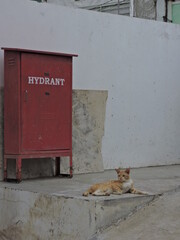 relax cat and hydrant box