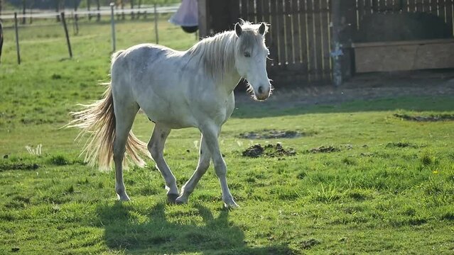 Horse crossing a meadow/Cheval traversant une prairie