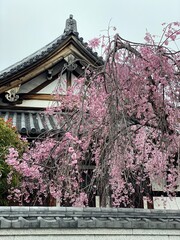 The temple traditional rooftop with Shidare Sakura, Taito district Tokyo Japan, sakura season March 2022