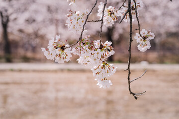 cherry blossoms in full bloom in spring