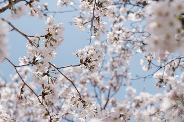 A cherry blossom against blue sky