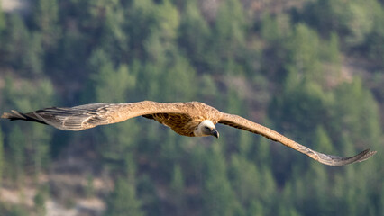 Griffon vulture in flight in Provence, France