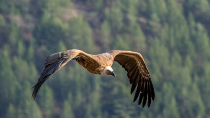 Griffon vulture in flight in Provence, France