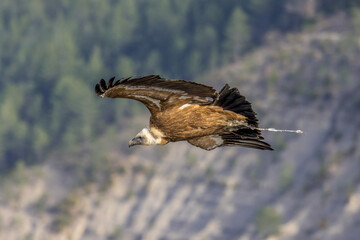 Griffon vulture in flight in Provence, France