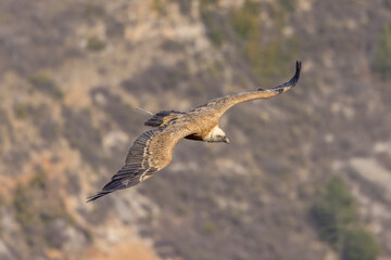 Griffon vulture in flight in Provence, France