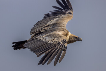 Griffon vulture in flight in Provence, France