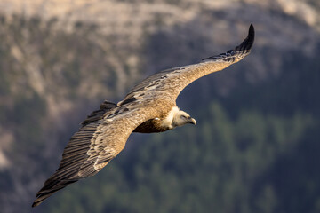 Griffon vulture in flight in Provence, France