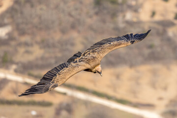 Griffon vulture in flight in Provence, France