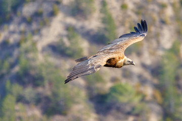 Griffon vulture in flight in Provence, France