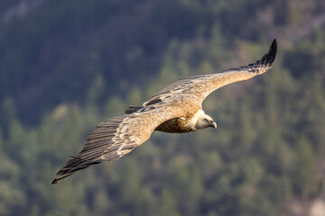 Griffon vulture in flight in Provence, France