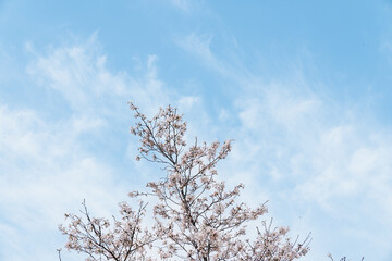 A cherry blossom against blue sky