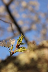 桜・緑吉野満開　萩市　萩城跡　みどりよしの