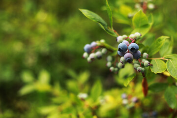 green and blue blueberries growing in summer. Northern blueberry bush, Vaccinium boreale, cultivated in organic household.