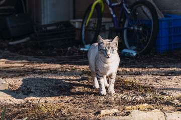 Horizontal image of a field cat, sheltered on the porch of a garden shed, looking warily at the camera, in the morning sun, in spring.