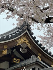 the golden emblem Temple rooftop with full on cherry blossom blooming, from the street of Nezu Tokyo Japan, March 2022
