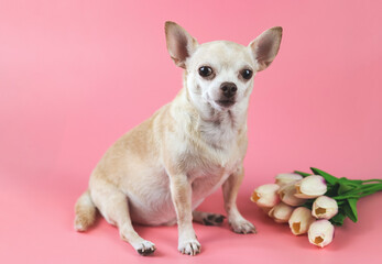 healthy brown  short hair chihuahua dog, sitting on pink  background with tulip flowers, looking at camera, isolated.