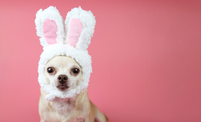 healthy brown  short hair chihuahua dog, wearing rabbit ears  costume on pink  background,  looking...
