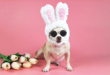 Chihuahua dog  wearing sun glasses and  dressed up with easter bunny costume headband sitting on ...