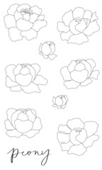 Different types of peony fineline vector illustration