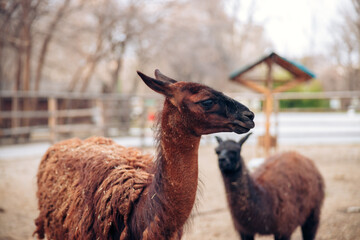 A cute brown llama in a zoo park. A fluffy animal mammal. Similar to an alpaca. High quality photo