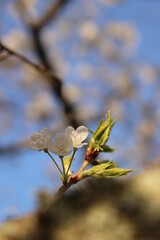 桜・緑吉野満開　萩市　萩城跡　みどりよしの