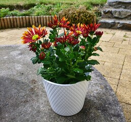 Beautiful colorful chrysanthemum in a white pot on a concrete well in our garden 