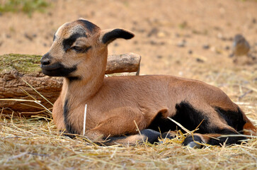 Closeup of lamb sheep of Cameroun(Ovis aries) lying on straw and seen from profile