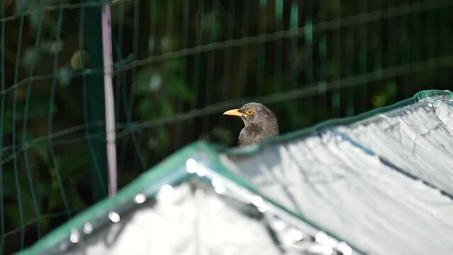 Blackbird in a garden/Merle dans un jardin