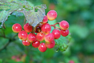 Beeren