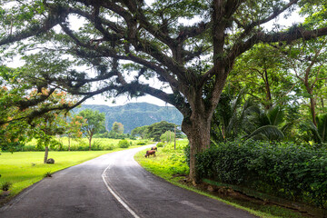 Fototapeta na wymiar Big tree near the road in Viñales valley. Cuba