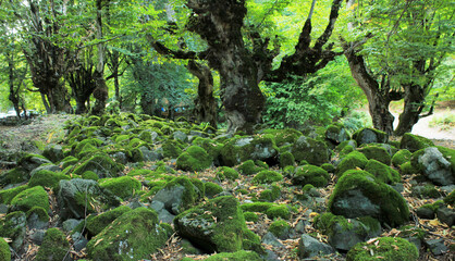 Moss covered stones in the forest.