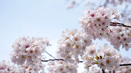 青空を背景にした桜（ソメイヨシノ）の花