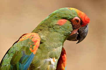 Portrait of red-fronted macaw (Ara rubrogenys) also called Lafresnaye's macaw and seen from profile