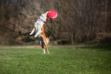 Dog frisbee. Dog catching flying disk in jump, pet playing outdoors in a park. Sporting event,...