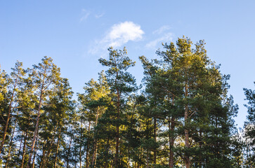 Blue sky with clouds over the pines. Camping in the forest