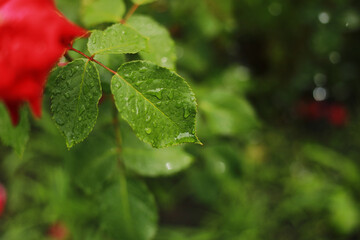 A closeup of wet leaves and a red rose flower from the rain growing in the garden