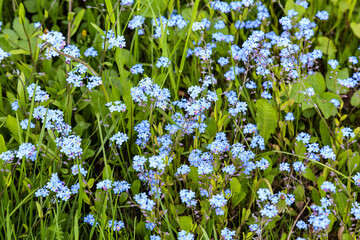 Spring field with blooming blue forget-me-nots