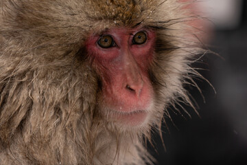 The Japanese macaque (Macaca fuscata)