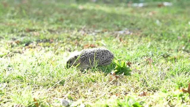 The hedgehog and the cat/Le h&eacute;risson et le chat