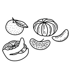 simple doodle illustration of tangerines. Vector illustration