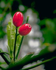 Obraz na płótnie Canvas Close-up of a Fresh Red Flowers