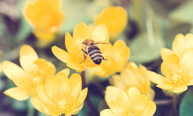 A bee on a yellow flower in a spring field - Powered by Adobe