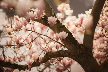 Magnolie