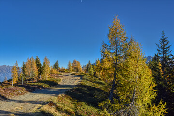 Herbst, Wald, Baum, Bäume, Lärche, Lärchen, Blätter, Nadeln, verfärben, Farbe, Herbstfarben, Gelb, Gold, Braun, Grün, leuchten, Strahlen, farbenfroh, Weg, Wanderweg, Ast, Äste, Stamm, Baumstamm, Hang,