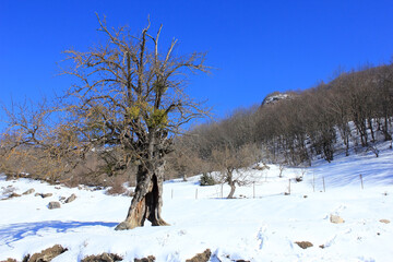 Old tree in the winter forest.