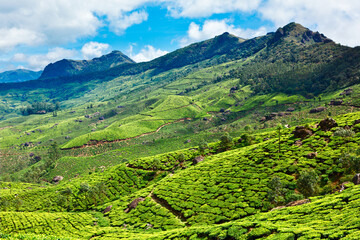 Fototapeta na wymiar Tea plantations. Munnar, Kerala state, India