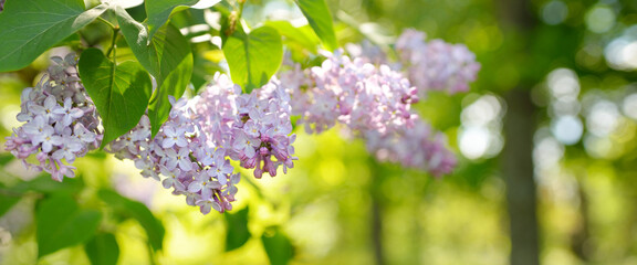 Blooming lilac tree in a green deciduous forest park on a sunny spring day. Close-up of a branch with purple flowers. Soft sunlight. Nature, flowers, botany, flora, environmental conservation, ecology