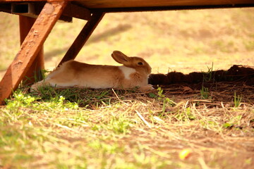 Wild rabbits in the park © Zorba
