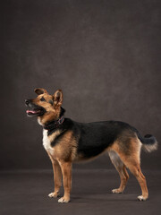 portrait of a beautiful dog on a brown canvas. Mix of breeds. Pet in the studio, artistic photo on the background