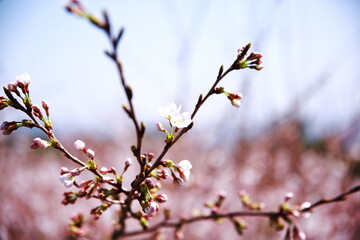 봄을 알리는 봄의 전령사 꽃 Spring's messenger flower